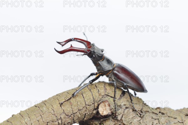 Stag beetle (Lucanus cervus), male on a branch against a white background