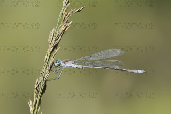 Emerald Damselfly (Lestes sponsa), male, North Rhine-Westphalia, Germany