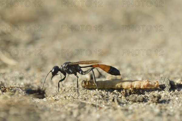Red-banded sand wasp (Ammophila sabulosa) with captured caterpillar, North Rhine-Westphalia, Germany