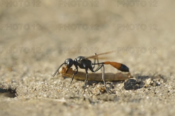 Red-banded sand wasp (Ammophila sabulosa) with captured caterpillar, North Rhine-Westphalia, Germany