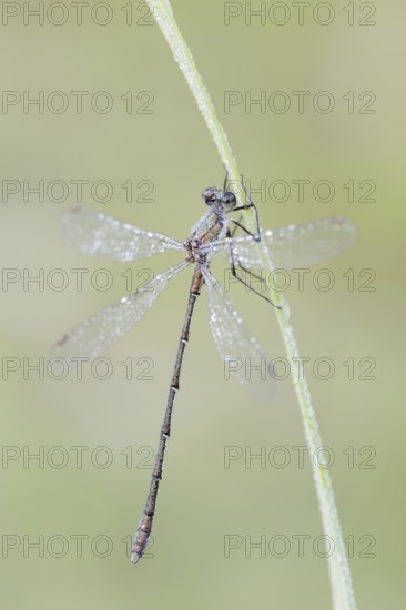 Willow Emerald Damselfly (Chalcolestes viridis), male, North Rhine-Westphalia, Germany