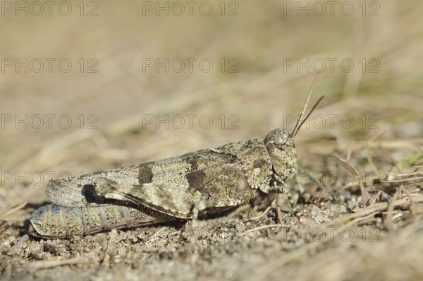 Blue Band-winged Grasshopper (Oedipoda caerulescens), North Rhine-Westphalia, Germany