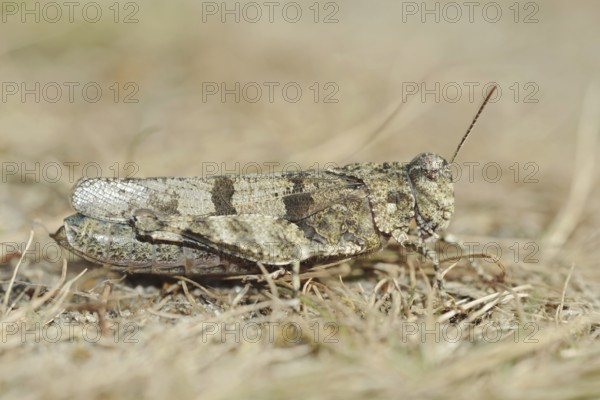 Blue Band-winged Grasshopper (Oedipoda caerulescens), North Rhine-Westphalia, Germany