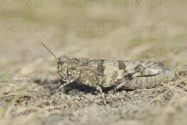 Blue Band-winged Grasshopper (Oedipoda caerulescens), North Rhine-Westphalia, Germany