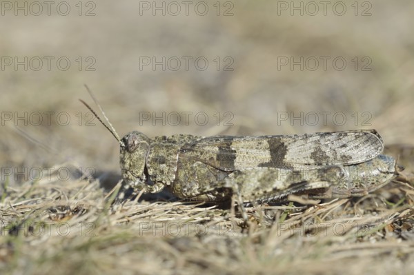 Blue Band-winged Grasshopper (Oedipoda caerulescens), North Rhine-Westphalia, Germany