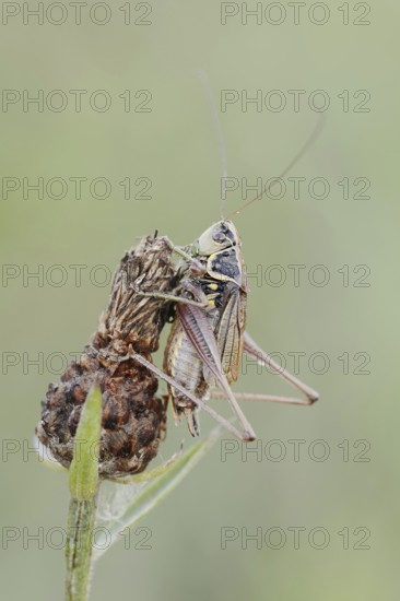 Roesel's bush-cricket (Roeseliana roeselii, Metrioptera roeselii), male, North Rhine-Westphalia, Germany