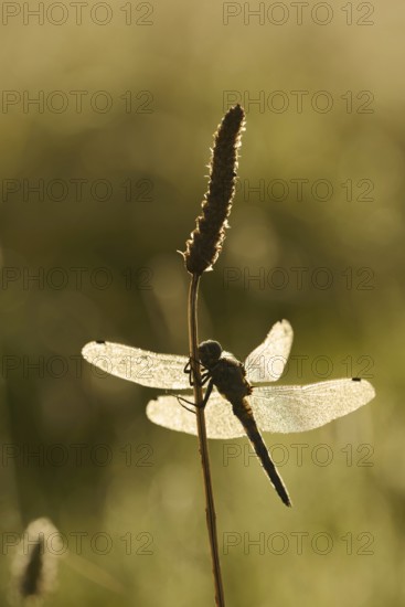 Black-tailed Skimmer (Orthetrum cancellatum), female with dewdrops against the light, North Rhine-Westphalia, Germany