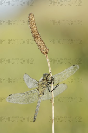 Black-tailed Skimmer (Orthetrum cancellatum), female, North Rhine-Westphalia, Germany