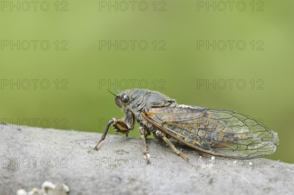 Mountain cicada or mountain cicada (Cicadetta montana), Kaiserstuhl, Baden-Württemberg, Germany