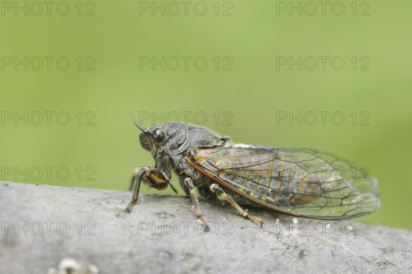 Mountain cicada or mountain cicada (Cicadetta montana), Kaiserstuhl, Baden-Württemberg, Germany