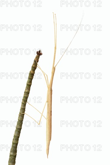 Pink winged stick insect (Sipyloidea chlorotica, Sipyloidea sipylus) on a twig against a white background, captive, native to Asia