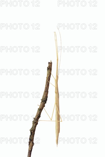 Pink winged stick insect (Sipyloidea chlorotica, Sipyloidea sipylus) on a twig against a white background, captive, native to Asia