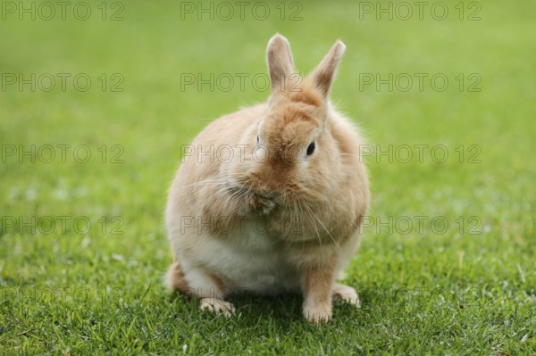 Dwarf rabbit (Oryctolagus cuniculus forma domestica) in a meadow, North Rhine-Westphalia, Germany