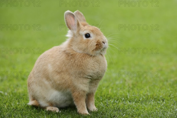 Dwarf rabbit (Oryctolagus cuniculus forma domestica) in a meadow, North Rhine-Westphalia, Germany