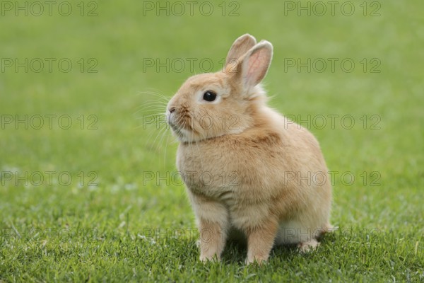 Dwarf rabbit (Oryctolagus cuniculus forma domestica) in a meadow, North Rhine-Westphalia, Germany