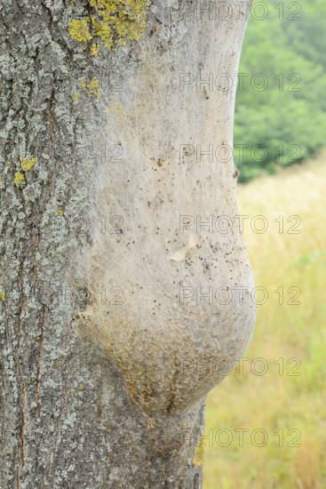 Oak processionary moth (Thaumetopoea processionea), nest of caterpillars on a tree trunk, North Rhine-Westphalia, Germany
