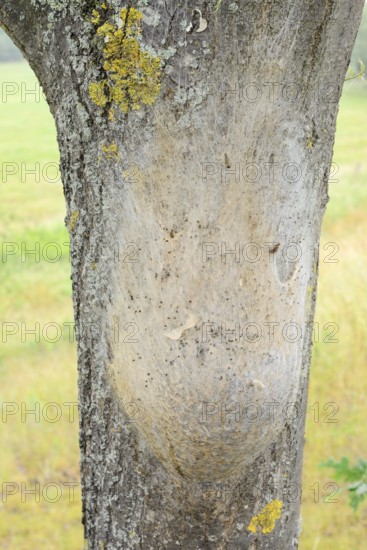 Oak processionary moth (Thaumetopoea processionea), nest of caterpillars on a tree trunk, North Rhine-Westphalia, Germany