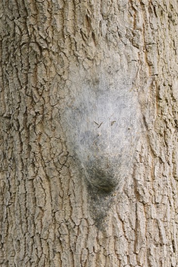 Oak processionary moth (Thaumetopoea processionea), nest of caterpillars on a tree trunk, North Rhine-Westphalia, Germany