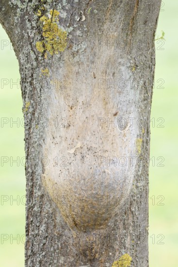 Oak processionary moth (Thaumetopoea processionea), nest of caterpillars on a tree trunk, North Rhine-Westphalia, Germany