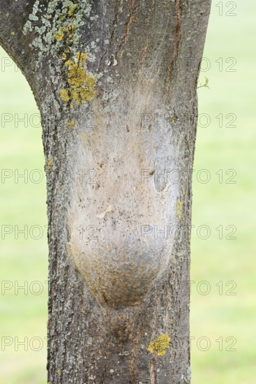 Oak processionary moth (Thaumetopoea processionea), nest of caterpillars on a tree trunk, North Rhine-Westphalia, Germany