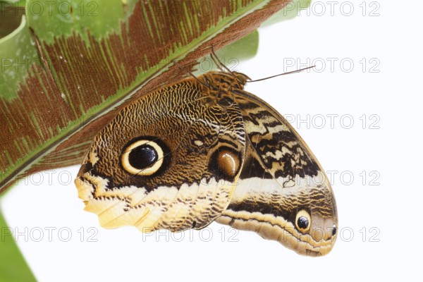 Yellow-banded banana butterfly (Caligo atreus) against a white background, captive, occurring in Central and South America
