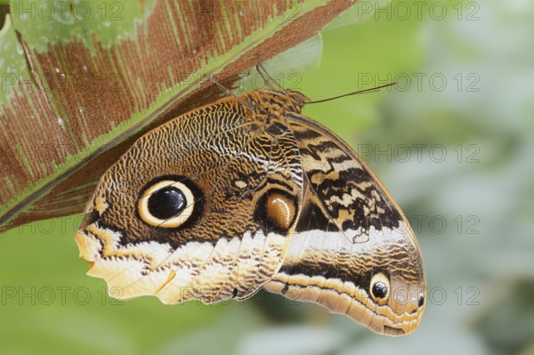 Yellow-banded banana butterfly (Caligo atreus), captive, occurrence in Central and South America