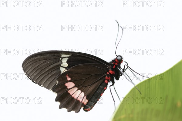 Parides butterfly or Parides moth (Parides iphidamas) against a white background, captive, occurring in Central and South America