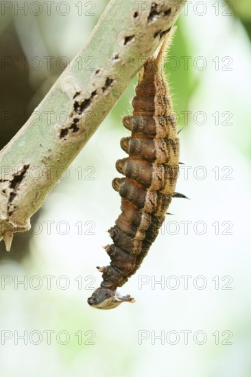 Banana butterfly or fat banana (Pale Owl), caterpillar shortly in front of pupation, captive, occurrence in South America