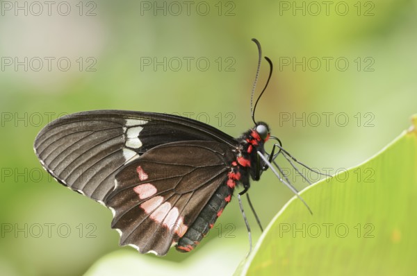 Parides butterfly or Parides butterfly (Parides iphidamas), captive, occurring in Central and South America