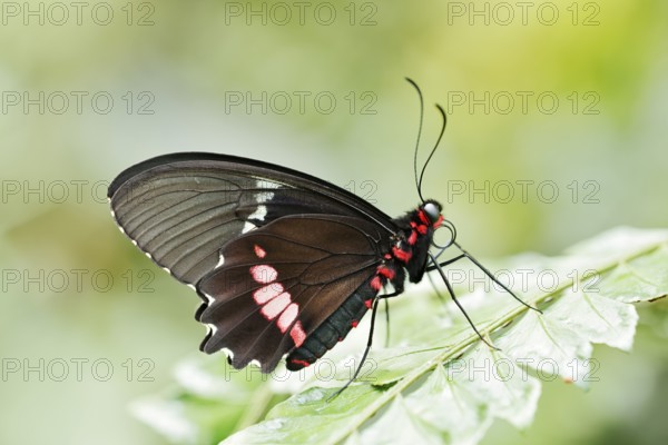 Parides butterfly or Parides butterfly (Parides iphidamas), captive, occurring in Central and South America