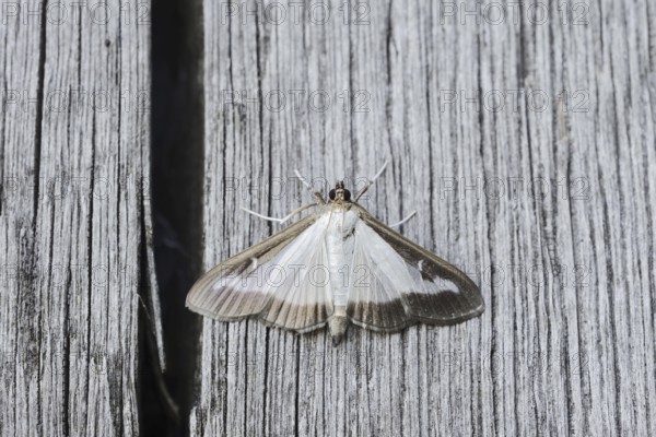 Box tree moth (Cydalima perspectalis) on weathered wood, North Rhine-Westphalia, Germany