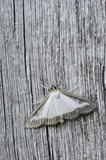 Box tree moth (Cydalima perspectalis) on weathered wood, North Rhine-Westphalia, Germany