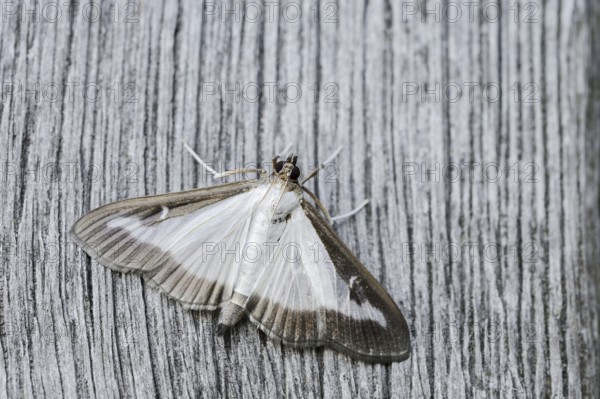 Box tree moth (Cydalima perspectalis) on weathered wood, North Rhine-Westphalia, Germany