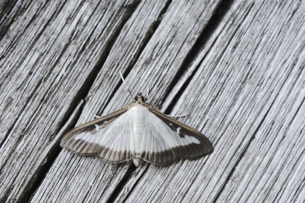 Box tree moth (Cydalima perspectalis) on weathered wood, North Rhine-Westphalia, Germany