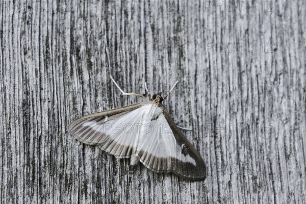 Box tree moth (Cydalima perspectalis) on weathered wood, North Rhine-Westphalia, Germany