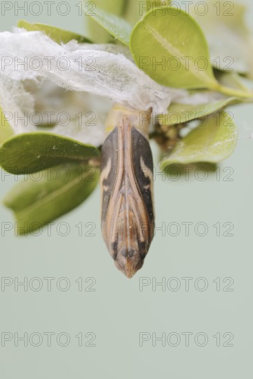 Box tree moth (Cydalima perspectalis), pupa on box tree (Buxus sempervirens), North Rhine-Westphalia, GermanyOn weathered wood