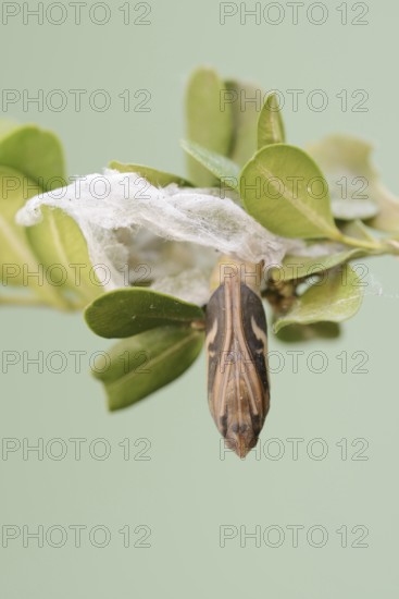 Box tree moth (Cydalima perspectalis), pupa on box tree (Buxus sempervirens), North Rhine-Westphalia, Germany