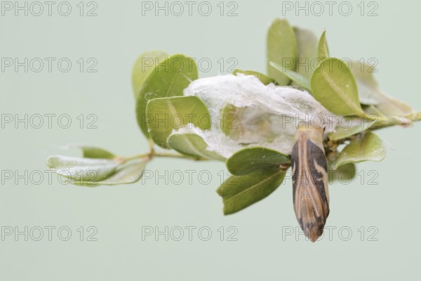 Box tree moth (Cydalima perspectalis), pupa on box tree (Buxus sempervirens), North Rhine-Westphalia, Germany