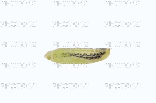 Box tree moth (Cydalima perspectalis), pupa on white background, North Rhine-Westphalia, Germany