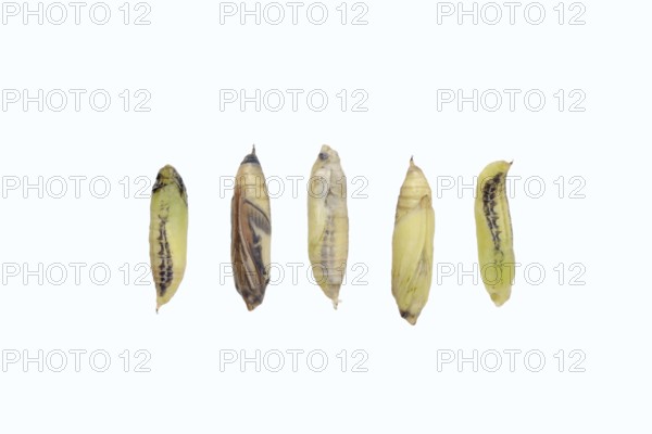 Box tree moth (Cydalima perspectalis), pupae in various stages on a white background, North Rhine-Westphalia, Germany
