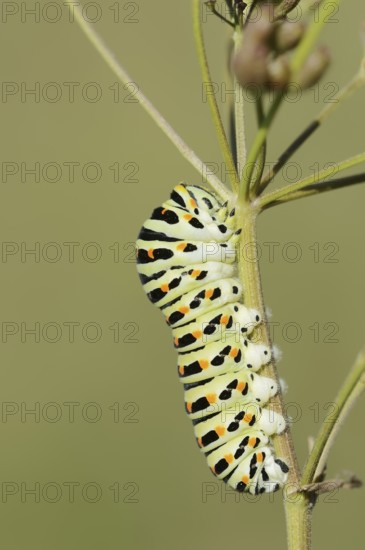 Swallowtail (Papilio machaon), caterpillar, North Rhine-Westphalia, Germany