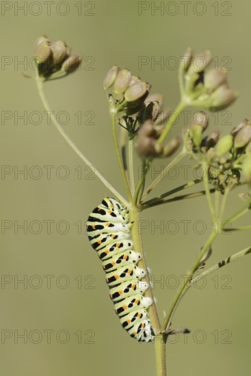 Swallowtail (Papilio machaon), caterpillar, North Rhine-Westphalia, Germany