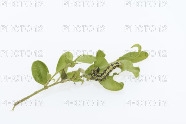 Box tree moth (Cydalima perspectalis), caterpillar on twig of box tree (Buxus sempervirens) on white background, North Rhine-Westphalia, Germany