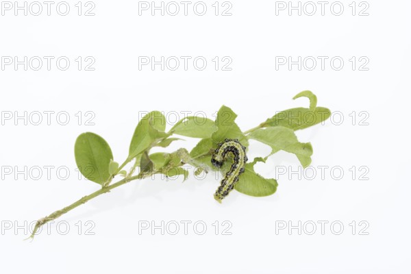 Box tree moth (Cydalima perspectalis), caterpillar on twig of box tree (Buxus sempervirens) on white background, North Rhine-Westphalia, Germany