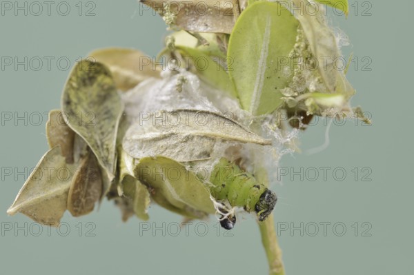 Box tree moth (Cydalima perspectalis), caterpillar shortly in front of pupation, North Rhine-Westphalia, Germany