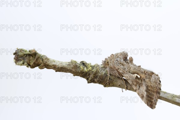 Gamma owl (Autographa gamma), North Rhine-Westphalia, Germany