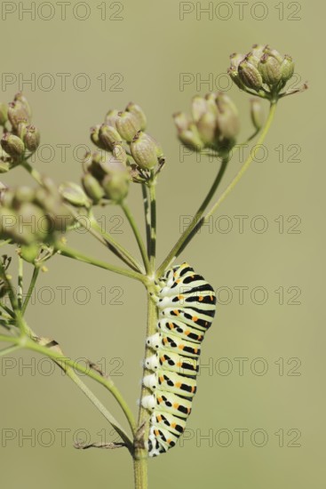 Swallowtail (Papilio machaon), caterpillar, North Rhine-Westphalia, Germany