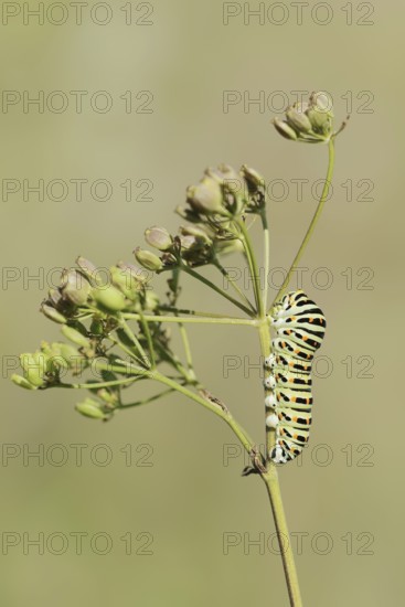 Swallowtail (Papilio machaon), caterpillar, North Rhine-Westphalia, Germany