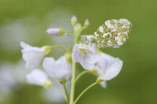 Aurora butterfly (Anthocharis cardamines) on flowering meadow foamwort (Cardamine pratensis), North Rhine-Westphalia, Germany