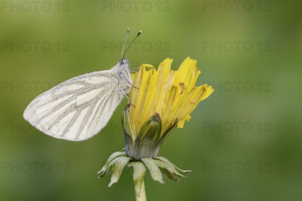 Rape white butterfly or green vein white butterfly (Pieris napi) on dandelion (Taraxacum) flower, North Rhine-Westphalia, Germany